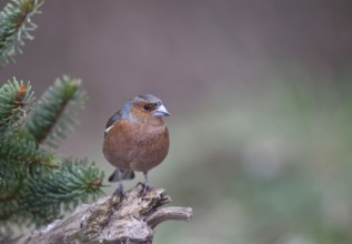 Common Chaffinch (Fringilla coelebs) male, North Rhine-Westphalia, Germany