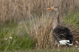 Greylag Goose (Anser anser), Texel, Netherlands