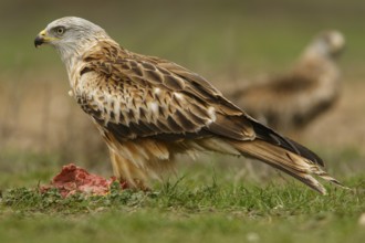 Red Kite (Milvus milvus), feeding on field floor, Castile and Leon, Spain