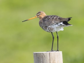 Black-tailed Godwit (Limosa limosa) perched on a pale, Texel, Netherlands