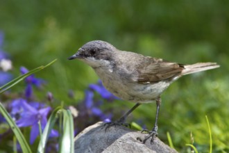 Lesser Whitethroat (Sylvia curruca) perched on a stone, Mecklenburg-Western Pomerania, Germany