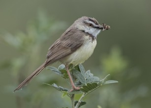 Black-chested Prinia (Prinia flavicans) perched on a branch with insect in beak, Namibia