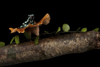 Green and black poison frog (Dendrobates auratus)