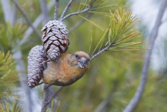 Common Crossbill - Fichtenkreuzschnabel - Loxia curvirostra ssp. polyogyna, Morocoo, adult male