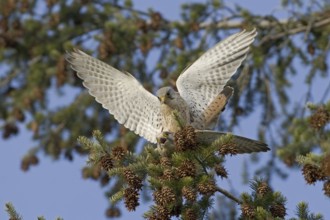 Common Kestrel (Falco tinnunculus) flying, Saxony, Germany