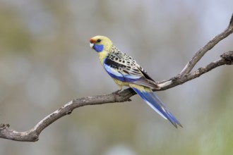Yellow Rosella (Platycercus elegans flaveolus) male, Victoria, Australia
