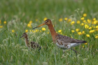 Black-tailed Godwit (Limosa limosa) with chick, Netherlands