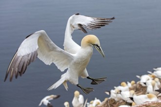 Northern Gannet (Morus bassanus) flying, Schleswig-Holstein, Germany