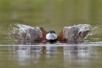 Ruddy Duck (Oxyura jamaicensis) male, British Columbia, Canada