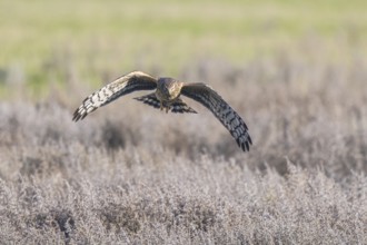 Hen Harrier (Circus cyaneus) female flying, Netherlands