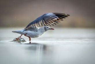Grey-headed Gull (Chroicocephalus cirrocephalus) taking flight, Gauteng, South Africa