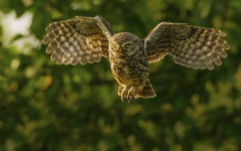 Naturfotografie Sylvia & Olaf Rentzsch
