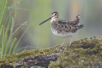 Wilson's Snipe (Gallinago delicata), British Columbia, Canada