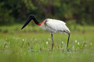 Wildlife Brazil, bird in march. Jabiru, Jabiru mycteria, black and white in the green water with