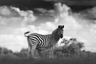 Black and white art photo. Zebra with dark storm sky. Burchell's zebra, Equus quagga burchellii,