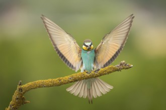 European Bee-eater (Merops apiaster) perched on a lichen branch with a bee in beak, Serbia
