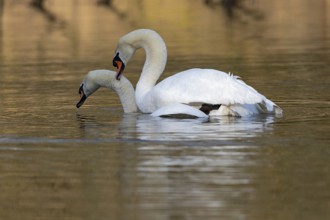Mute Swan (Cygnus olor) pair mating, Baden-Wuerttemberg, Germany