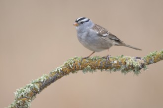 White-crowned Sparrow (Zonotrichia leucophrys) perched on branch, California, USA