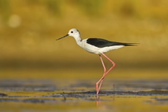 Black-winged Stilt (Himantopus himantopus) male foraging, North Rhine-Westphalia, Germany