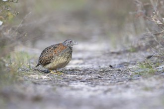Painted Buttonquail (Turnix varius) female perched on the ground, Victoria, Australia