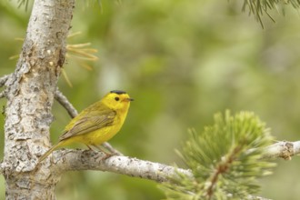Wilson's Warbler (Cardellina pusilla) male, California, USA