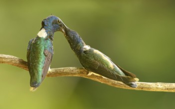 MännlicheViolettkronennymphe bei der Fütterung (Thalurania colombica)