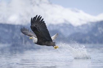 Bald Eagle (Haliaeetus leucocephalus) hunting, with fish prey in its claws, Alaska, USA