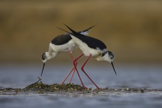 Black-winged Stilt (Himantopus himantopus) pair at nest, North Rhine-Westphalia, Germany