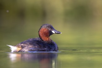 Little Grebe (Tachybaptus ruficollis), North Rhine-Westphalia, Germany