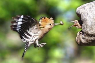 Eurasian Hoopoe (Upupa epops) feeding chick in breeding cavity, Saxony-Anhalt, Germany