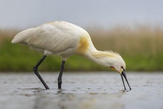 Eurasian Spoonbill (Platalea leucorodia), Kiskunsag National Park, Hungary