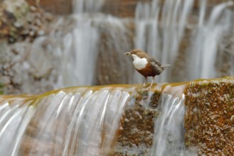 White-throated Dipper, Cinclus cinclus, brown bird with white throat in the river, waterfall in the