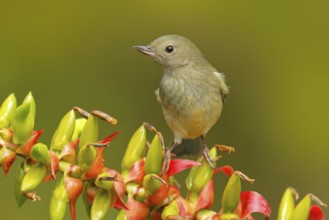 Glossy Flowerpiercer, Diglossa lafresnayii, female, bird with curved bill sitting on the orange red