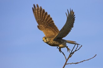 Common Kestrel (Falco tinnunculus) female, Rhineland-Palatinate, Germany