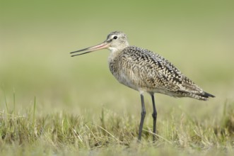 Marbled Godwit (Limosa fedoa), Texas, USA