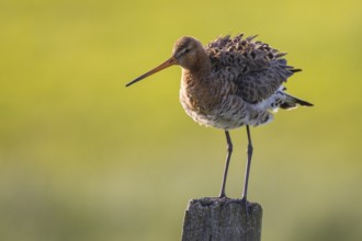 Black-tailed Godwit (Limosa limosa) perched on a pole, Lower Saxony, Germany