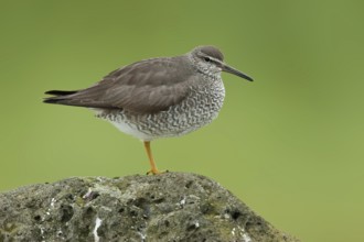 Wandering Tattler (Tringa incana), Alaska, USA