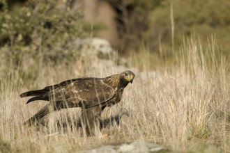 Golden Eagle (Aquila chrysaetos) male, Madrid, Spain