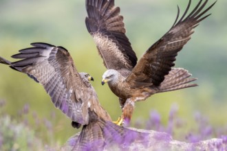 Black Kite (Milvus migrans) fighting, Madrid, Spain
