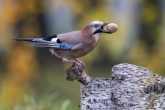 Eurasian Jay (Garrulus glandarius) with walnut in beak, Saxony-Anhalt, Germany