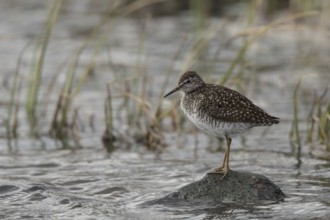 Wood Sandpiper (Tringa glareola), Dalarna, Sweden