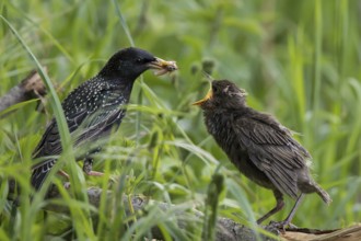Common Starling (Sturnus vulgaris) feeding young on the ground, Hesse, Germany