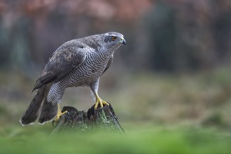 Northern Goshawk (Accipiter gentilis) female, Netherlands