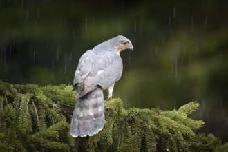 Bird of prey Eurasian sparrowhawk, Accipiter nisus, sitting on spruce tree during heavy rain in the