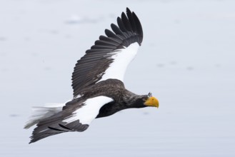 Steller's Sea Eagle (Haliaeetus pelagicus) flying, Hokkaido, Japan