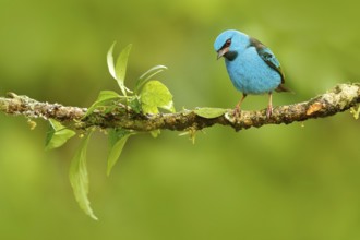 Blue Dacnis, Dacnis cayana, exotic tropic cute tanager with yellow leg, Costa Rica. Blue songbird