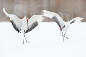 Dancing pair of Red-crowned crane with open wing in flight, with snow storm, Hokkaido, Japan. Bird