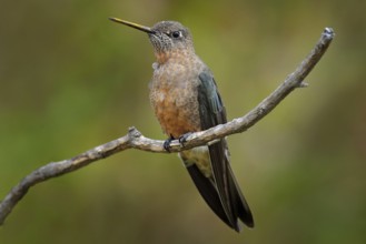 Giant hummingbird, Patagona gigas, bird sitting von the branch in the nature mountain habitat,