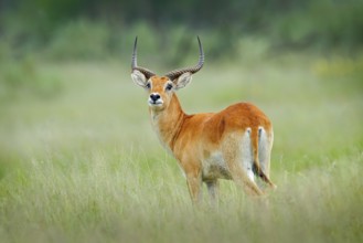 Kobus vardonii, Puku, animal walking in the water during hot day with blue sky. Forest mammal in