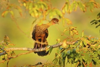 Guan bird, morning sunrise in the tropic forest. Detail portrait of Crested Guan, Penelope